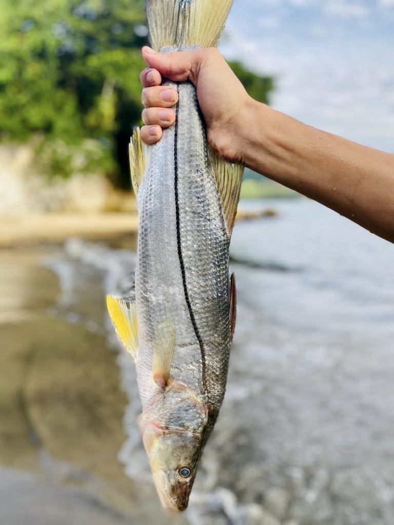 Robalo Inteiro Brasa